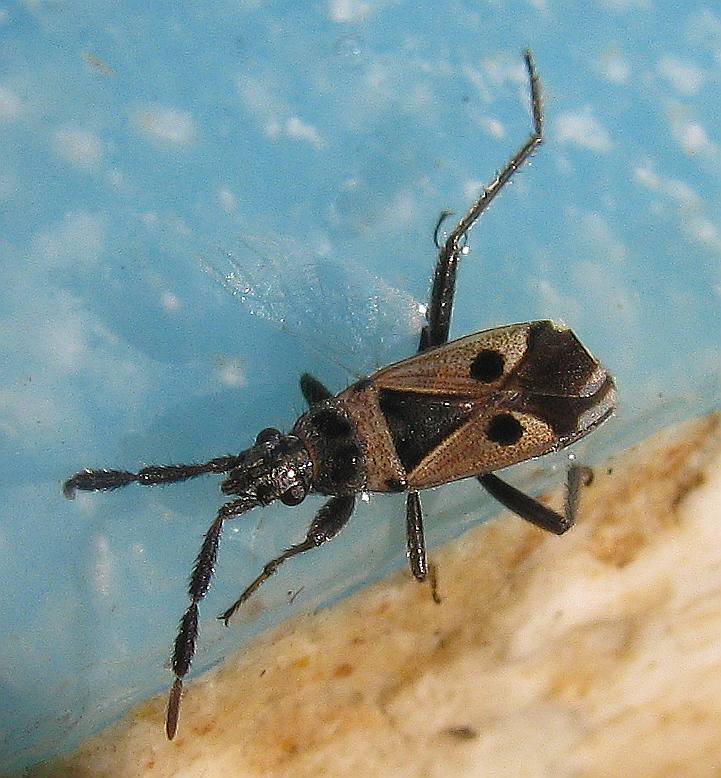 Lygaeidae: Lasiocoris crassicornis della Turchia